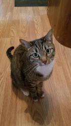 Lost Female Cat last seen Cedar Grove area, near Highland park elementary , Panama City, FL 32405