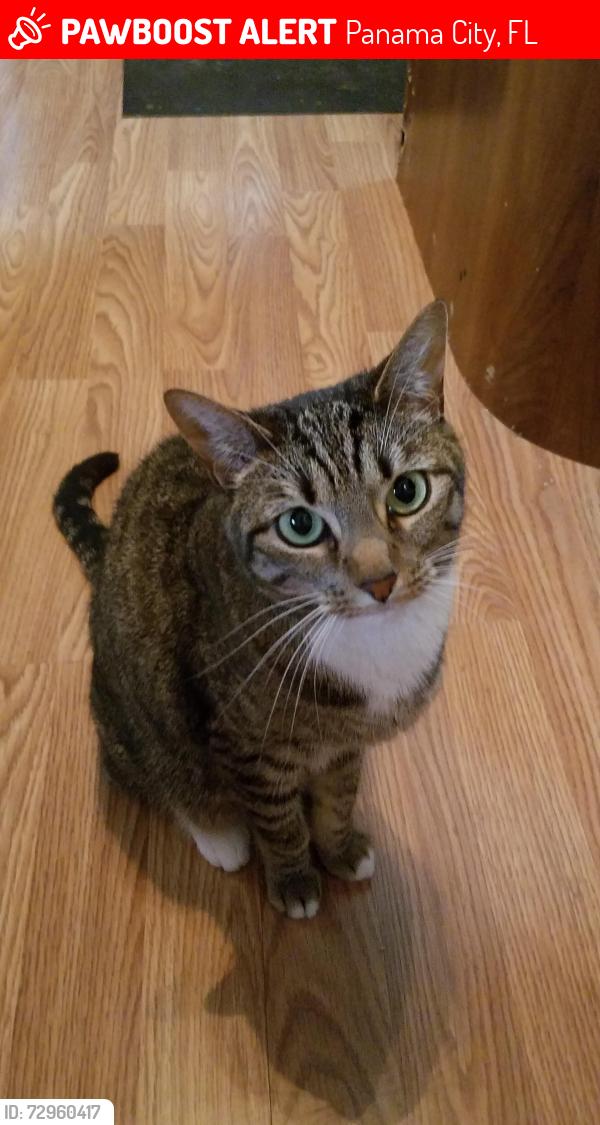 Lost Female Cat last seen Cedar Grove area, near Highland park elementary , Panama City, FL 32405