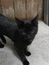 Found/Stray Female Cat last seen Winstead Park Boise, Boise, ID 83704