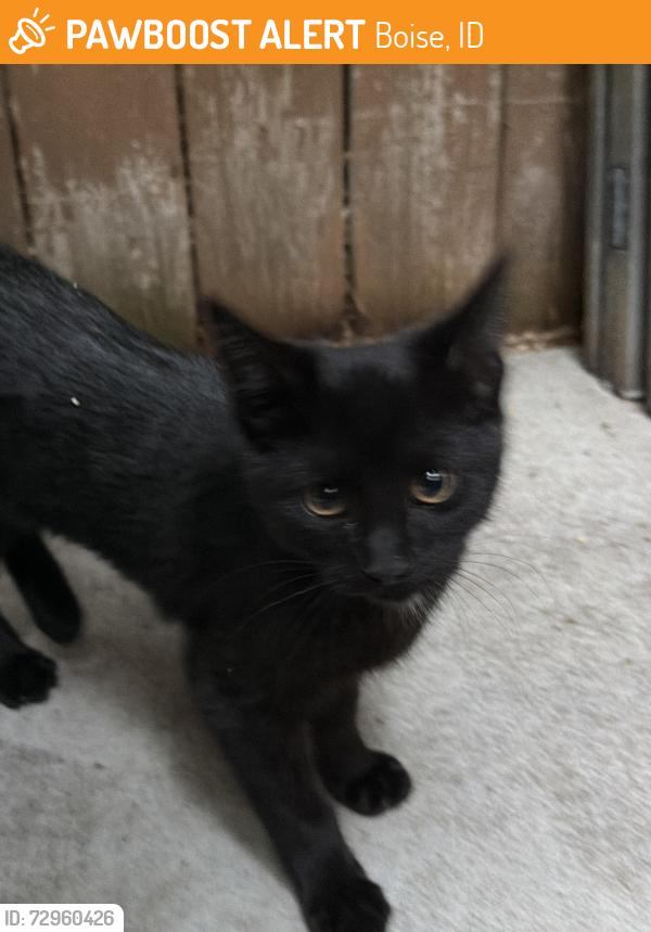 Found/Stray Female Cat last seen Winstead Park Boise, Boise, ID 83704