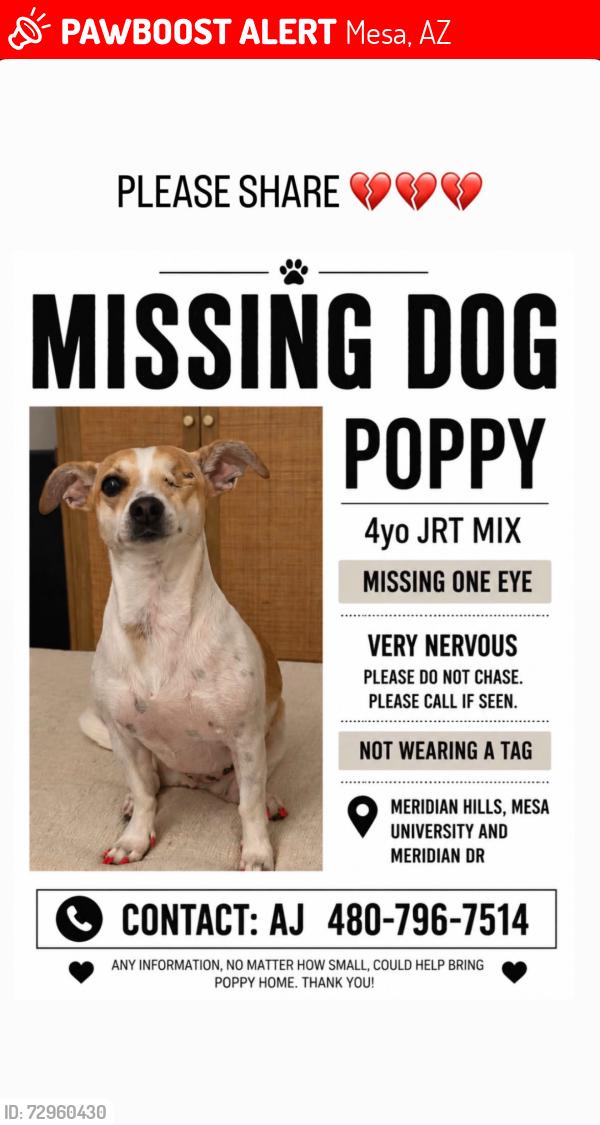 Lost Female Dog last seen University and meridian Dr, Mesa, AZ 85207