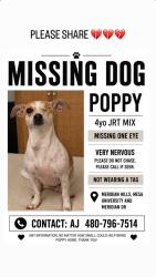 Lost Female Dog last seen University and meridian Dr, Mesa, AZ 85207