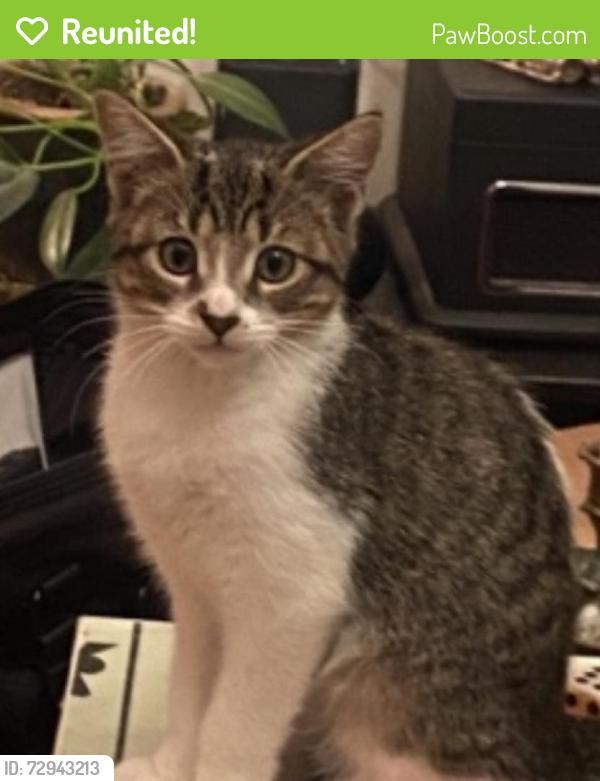 Reunited Female Cat last seen Alleyway between Belgrave Ave and Clifton Ave, Montréal, QC H4A