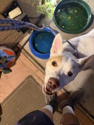 Found/Stray Male Dog last seen Holbrook and Eagle Rock, Albuquerque, NM 87109