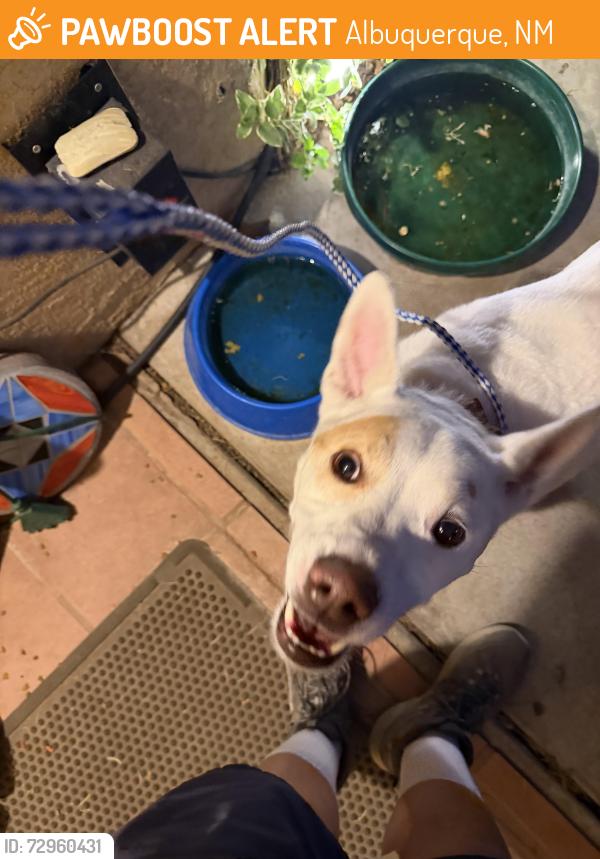 Found/Stray Male Dog last seen Holbrook and Eagle Rock, Albuquerque, NM 87109