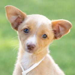 Shelter Stray Female Dog last seen Livermore Outlets Dr, LIVERMORE, CA, 94551, Oakland, CA 94621