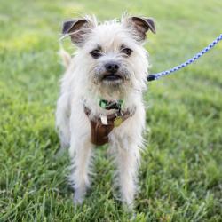 Shelter Stray Female Dog last seen Near Junction Avenue, LIVERMORE, CA, 94550, Oakland, CA 94621