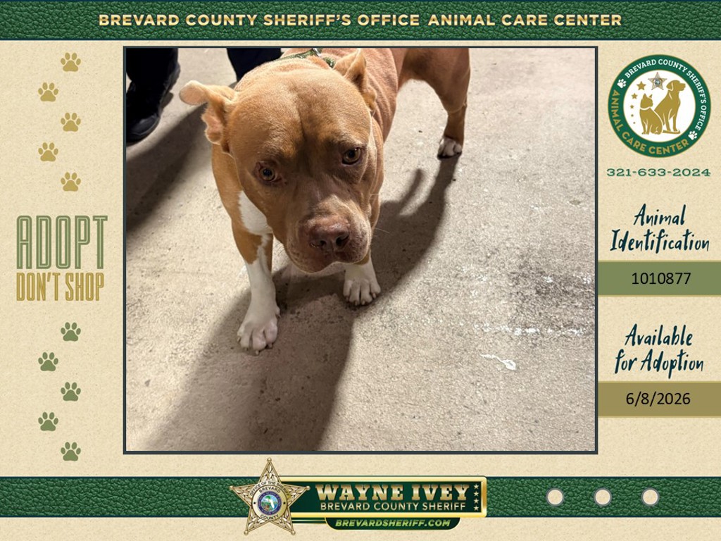 Shelter Stray Male Dog last seen FL, Melbourne, FL 32934