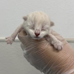 Shelter Stray Male Cat last seen Near 39th Street, San Diego, CA, 92102, San Diego, CA 92110