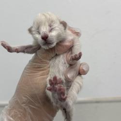 Shelter Stray Male Cat last seen Near 39th Street, San Diego, CA, 92102, San Diego, CA 92110