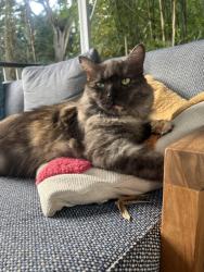 Lost Female Cat last seen Hawthorn Terrace Red Hill, Red Hill, QLD 4059