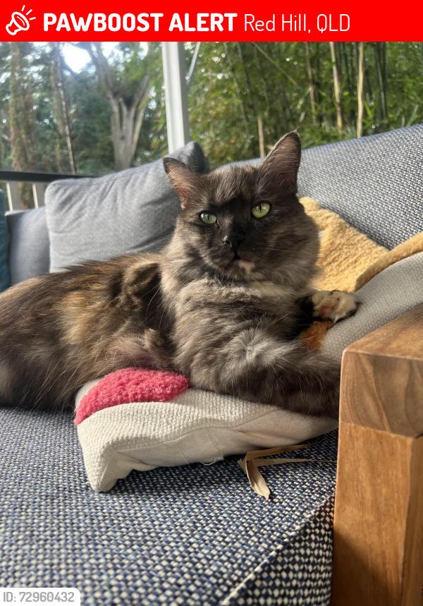 Lost Female Cat last seen Hawthorn Terrace Red Hill, Red Hill, QLD 4059