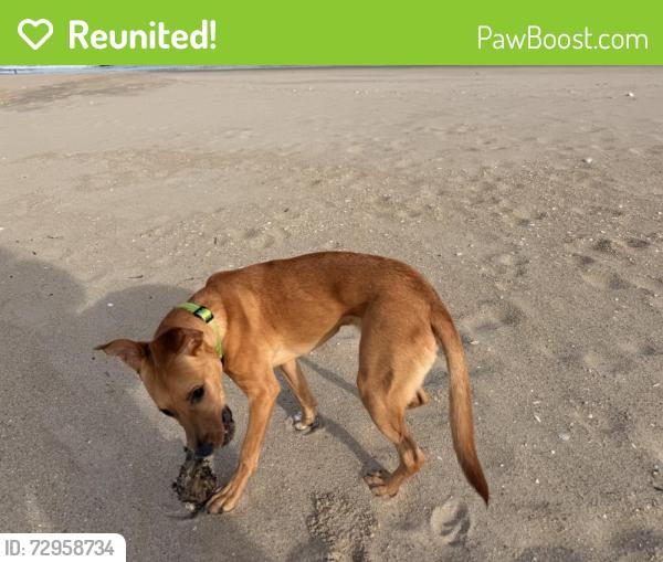 Reunited Male Dog last seen Henry and Pierrepont, Brooklyn, NY 11201