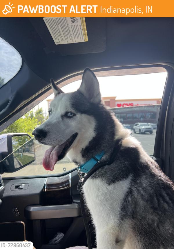 Found/Stray Male Dog last seen 79th and ditch rd, Indianapolis, IN 46260