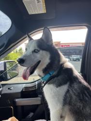 Found/Stray Male Dog last seen 79th and ditch rd, Indianapolis, IN 46260