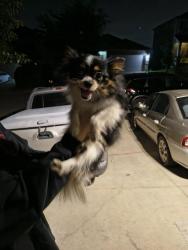 Reunited Male Dog last seen Marbach Canyon , San Antonio, TX 78245