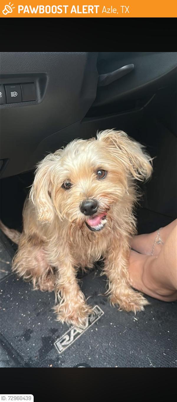 Found/Stray Male Dog last seen Discount tire, Azle, TX 76020
