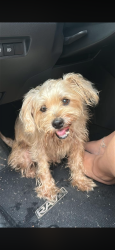 Found/Stray Male Dog last seen Discount tire, Azle, TX 76020