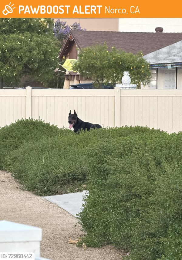 Found/Stray Male Dog last seen Pacific Ave Norco, Norco, CA 92860