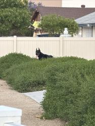 Found/Stray Male Dog last seen Pacific Ave Norco, Norco, CA 92860