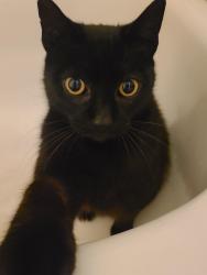 Lost Male Cat last seen Diablo View Rd, Lafayette, CA 94549