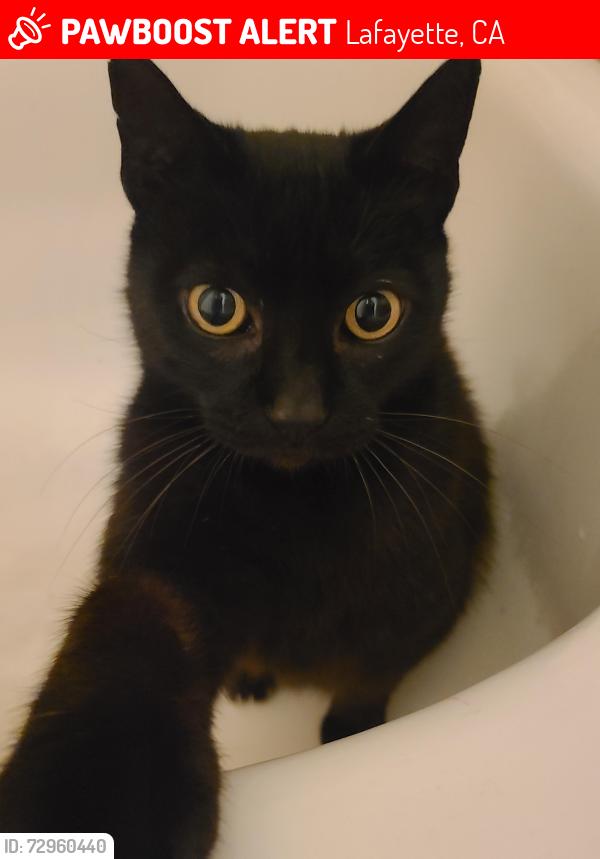 Lost Male Cat last seen Diablo View Rd, Lafayette, CA 94549