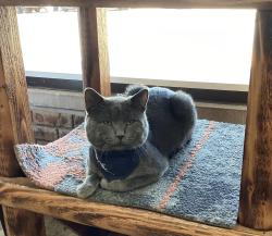 Reunited Male Cat last seen Near Marion Ave, Aurora, IL 60505