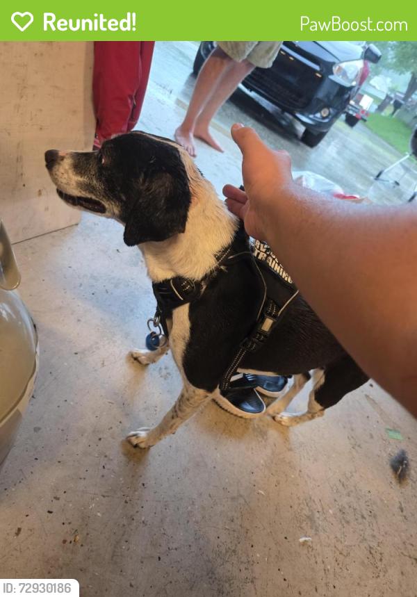 Reunited Male Dog last seen Stoney Hill Lane, Harnett County, NC 27332