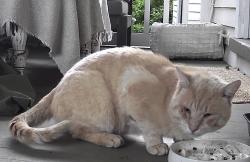 Found/Stray Unknown Cat last seen Firehouse lane / union street-bank street, Medford, NJ 08048