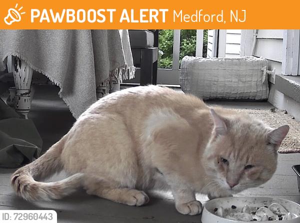 Found/Stray Unknown Cat last seen Firehouse lane / union street-bank street, Medford, NJ 08048