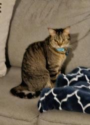 Reunited Female Cat last seen Woodland Ln and Chestnut Ln., Marengo, IL 60152