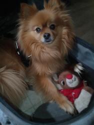 Lost Female Dog last seen Blackstone/Ashland (at In n Out Restaurant) , Fresno, CA 93726