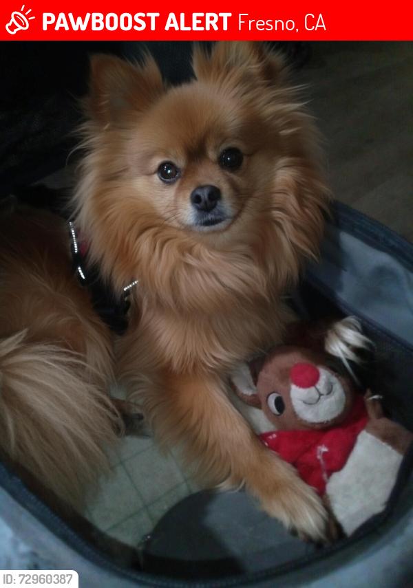 Lost Female Dog last seen Blackstone/Ashland (at In n Out Restaurant) , Fresno, CA 93726