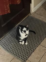 Lost Male Cat last seen Near W Valley ranch pkwy, Irving, TX 75063