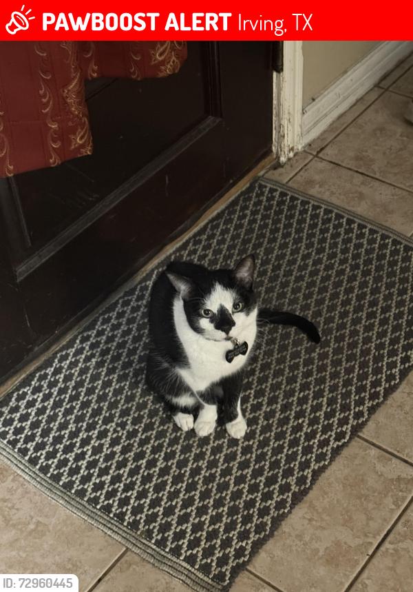 Lost Male Cat last seen Near W Valley ranch pkwy, Irving, TX 75063
