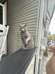 Lost Female Cat last seen 13th, Oakland, CA 94606