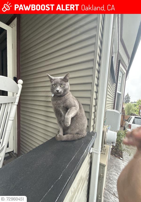 Lost Female Cat last seen 13th, Oakland, CA 94606