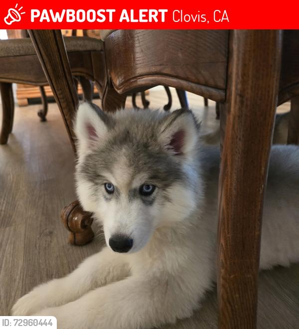 Lost Male Dog last seen Near lind Ave. Clovis, Clovis, CA 93612