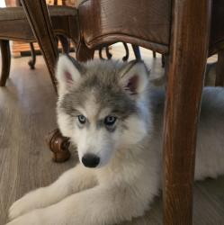 Lost Male Dog last seen Near lind Ave. Clovis, Clovis, CA 93612