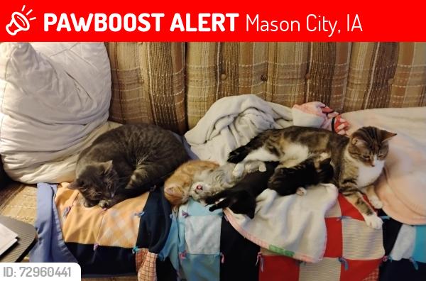 Lost Male Cat last seen The street behind the Principal building and next to the old YWCA, Mason City, IA 50401
