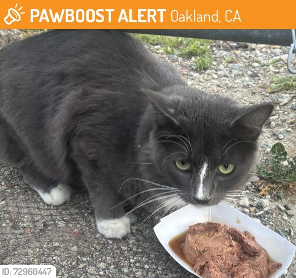 Found/Stray Unknown Cat last seen 9th & brooklyn basin way, Oakland, CA 94606