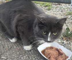 Found/Stray Unknown Cat last seen 9th & brooklyn basin way, Oakland, CA 94606