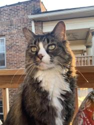 Lost Male Cat last seen 38th and Central St, Kansas City, MO 64111
