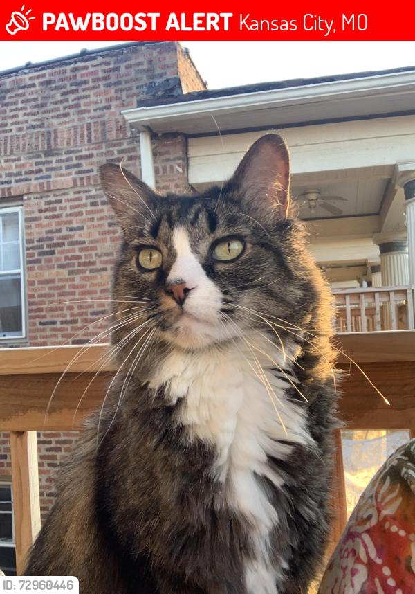 Lost Male Cat last seen 38th and Central St, Kansas City, MO 64111