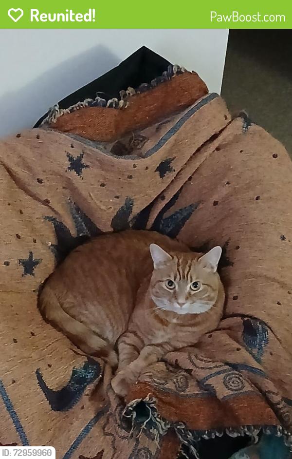 Reunited Male Cat last seen Garden Lane, Huntington, WV 25705
