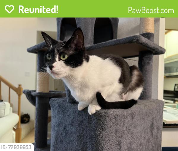 Reunited Female Cat last seen Washington Dr and N Milpitas Blvd, Milpitas, CA 95035