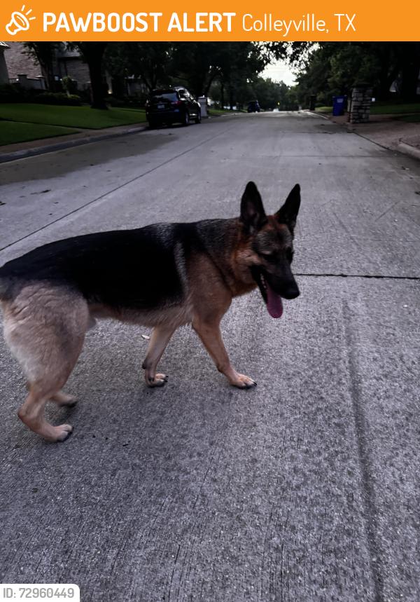 Found/Stray Male Dog last seen Pool Road and Glade Road, Colleyville, TX 76034