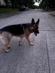 Found/Stray Male Dog last seen Pool Road and Glade Road, Colleyville, TX 76034