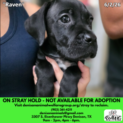 Shelter Stray Female Dog last seen , Denison, TX 75020