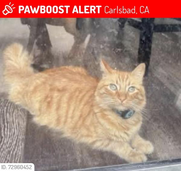 Lost Male Cat last seen He will usually lay on our porch, Carlsbad, CA 92011